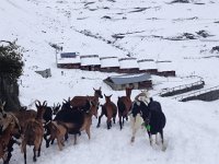 2017-09-10 11-22-56 21bded6a  these goats quickly returned to their stables
